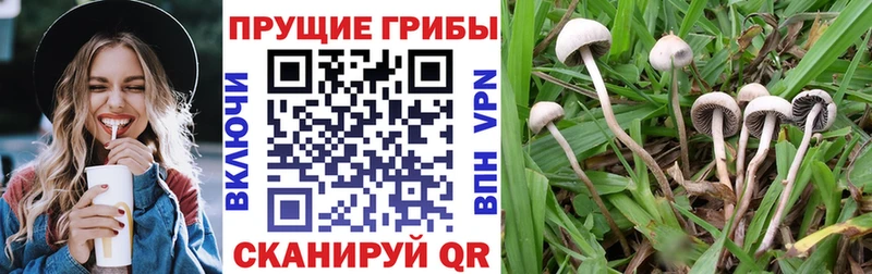 Купить закладки  Новотроицк  Галлюциногенные грибы прущие грибы 